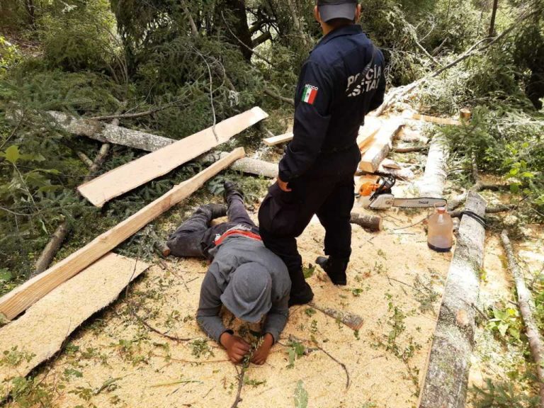 Policía de montaña detuvo a dos personas por daños al medio ambiente y asegura material forestal en La Malinche